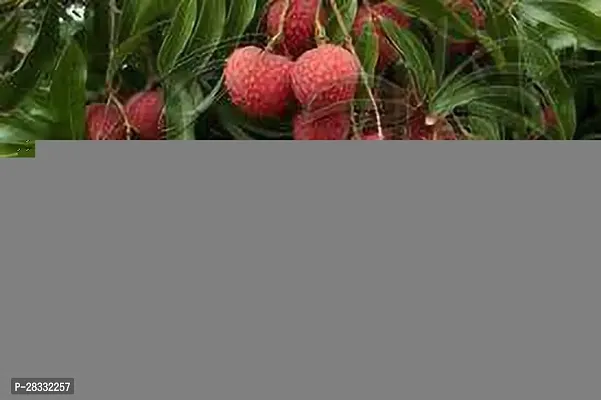 Fulmala Nursery Litchi Plant Height 1.2-1.219 Fit, With Growing Bag-thumb0