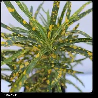 BALUBITA Hybrid Croton Plant[BB1731]-thumb2