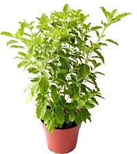 BALUBITA Hybrid Tulsi Plant[BB1851]-thumb1