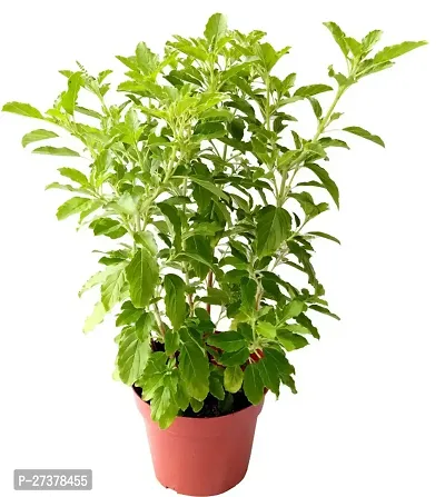 BALUBITA Hybrid Tulsi Plant[BB1851]-thumb2