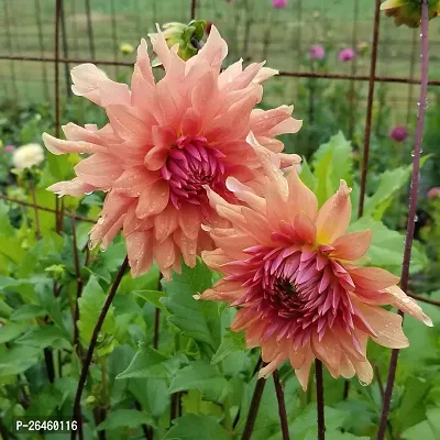 Dahlia Plant