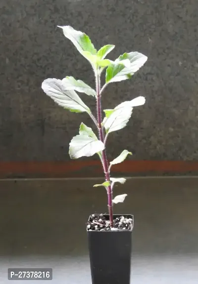 BALUBITA Hybrid Tulsi Plant[BB1613]-thumb0