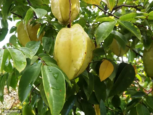 Star Fruit Carambola Grafted Plant-thumb0