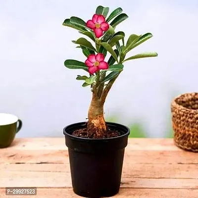 Adenium Desert Rose Flower Display