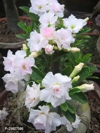 Adenium Desert Rose Flower Garden Plant