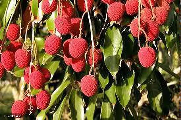 Fulmala Nursery Litchi Plant Height 1.2-1.343 Fit, With Growing Bag-thumb0