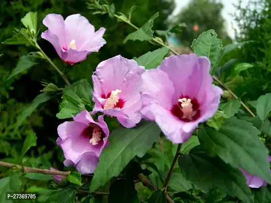 BALUBITA Hybrid Hibiscus Plant[BB1500]-thumb0