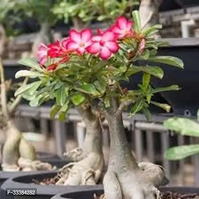 Adenium Flower Plant-thumb0