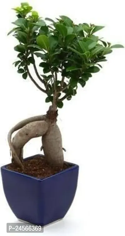 Ficus PlantHybrid Esey To Grow No Nead To extra Care [ S250]-thumb0