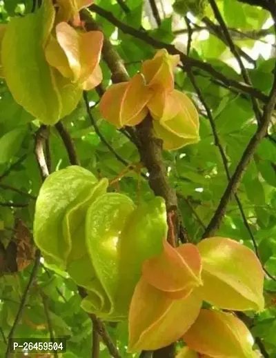 Star Fruit Carambola Grafted Plant-thumb0