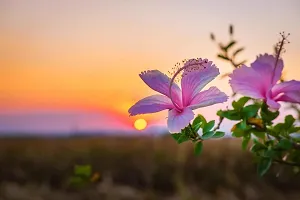 BALUBITA Hybrid Hibiscus Plant[BB1885]-thumb1