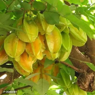 Star Fruit Carambola Grafted Plant-thumb0