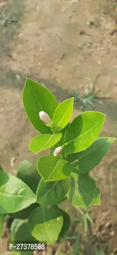 BALUBITA Hybrid Lemon Plant[BB1903]-thumb2