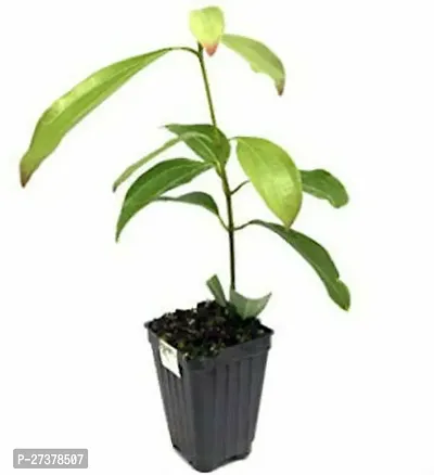 BALUBITA Hybrid Cinnamon Plant[BB1902]-thumb2