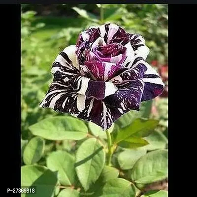 BALUBITA Hybrid Rose Plant[BB1542]-thumb0