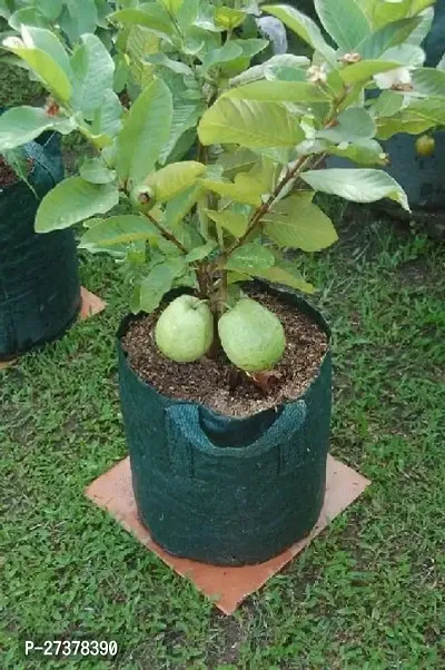 BALUBITA Hybrid Guava Plant[BB1786]-thumb0