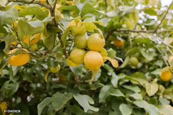 Lemon Plant-thumb0