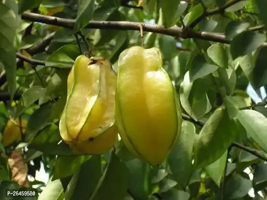 Star Fruit Carambola Grafted Plant-thumb0