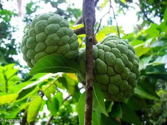 BALUBITA Hybrid Custard Apple Plant[BB1689]-thumb2