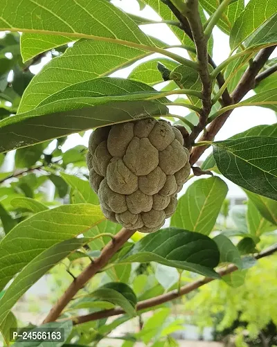 Custard Apple PlantHybrid Esey To Grow No Nead To extra Care [ S49]-thumb0