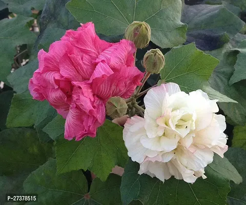 BALUBITA Hybrid Lotus Plant[BB1910]