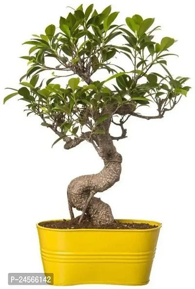 Ficus PlantHybrid Esey To Grow No Nead To extra Care [ S28]-thumb0