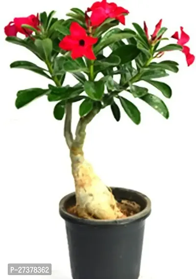 BALUBITA Hybrid Adenium Plant[BB1758]