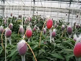 Fulmala Nursery Mango Plant Height 1.2-1.22 Fit, With Growing Bag-thumb1