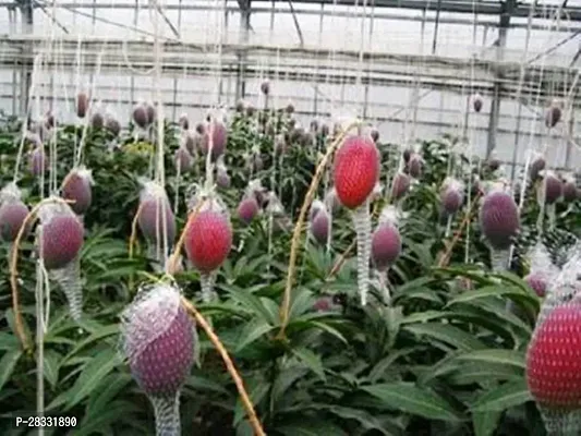 Fulmala Nursery Mango Plant Height 1.2-1.22 Fit, With Growing Bag-thumb2