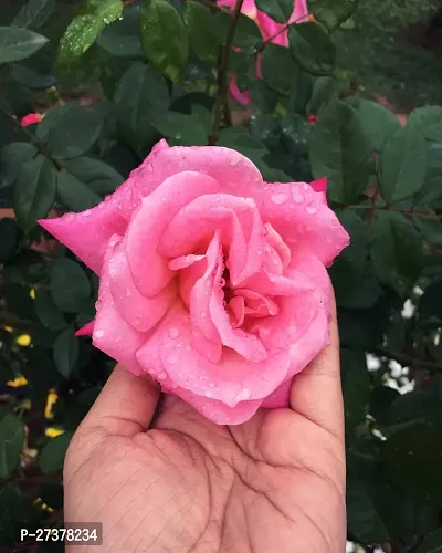 BALUBITA Hybrid Rose Plant[BB1631]-thumb0