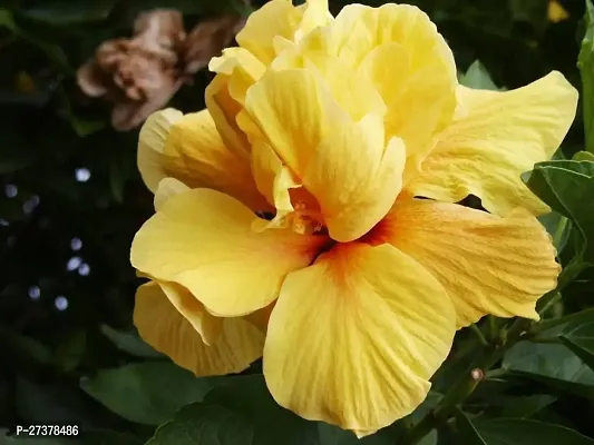 BALUBITA Hybrid Hibiscus Plant[BB1881]-thumb0