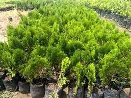 BALUBITA Hybrid Christmas Tree Plant[BB1749]-thumb1