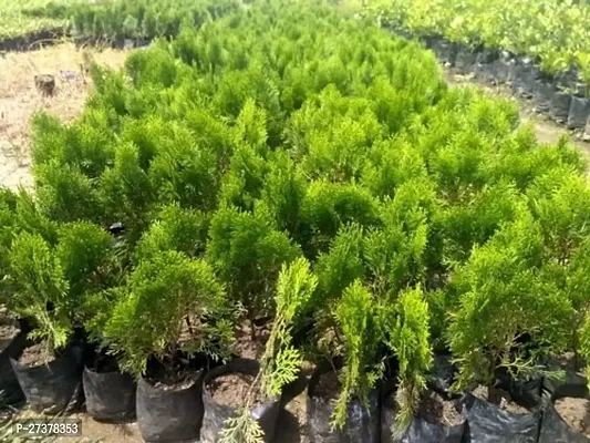 BALUBITA Hybrid Christmas Tree Plant[BB1749]-thumb2