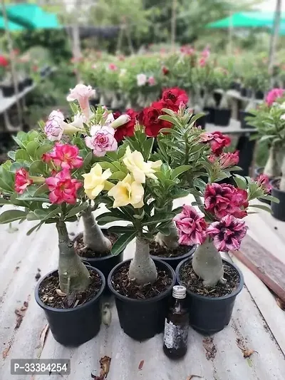 Adenium Flower Plant-thumb0