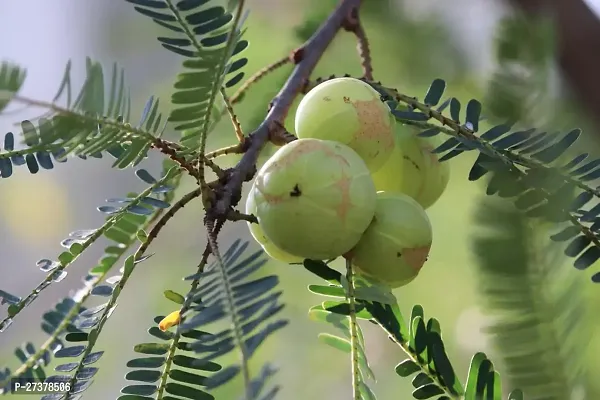 BALUBITA Hybrid Amla Plant[BB1901]-thumb0