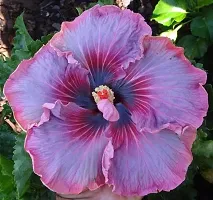 BALUBITA Hybrid Hibiscus Plant[BB1614]-thumb1