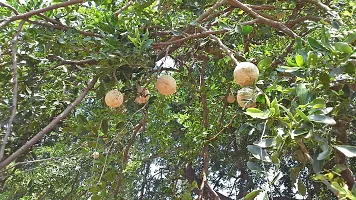 BALUBITA Hybrid Custard Apple Plant[BB1637]-thumb3