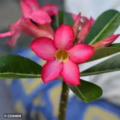 Adenium Flower Plant-thumb0