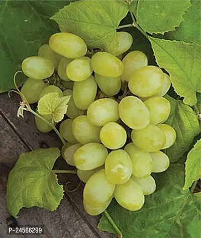 Grape PlantHybrid Esey To Grow No Nead To extra Care [ S182]-thumb0