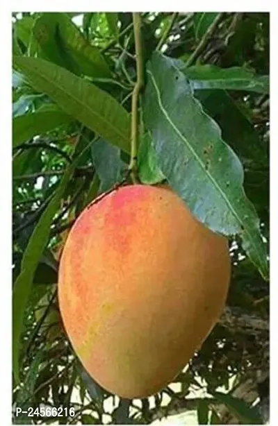 Mango Plant Hybrid Essay To Grow No Need To extra Care [ S100]-thumb0