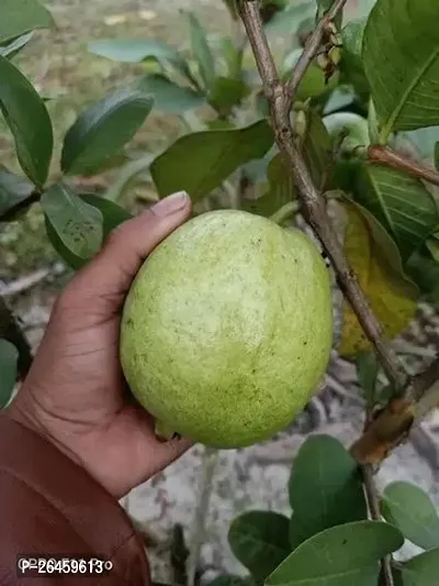 Guava Plant-thumb0