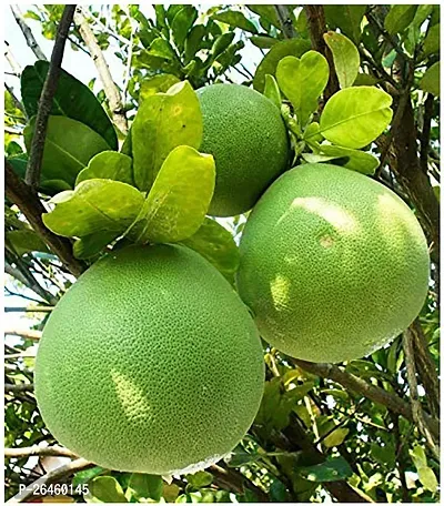 Lemon Plant