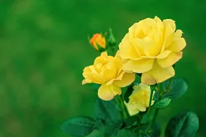 BALUBITA Hybrid Rose Plant[BB1935]-thumb1