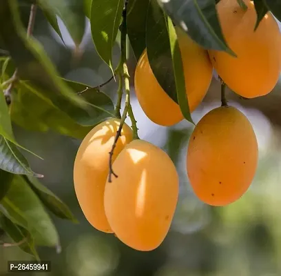 Mango Plant-thumb0