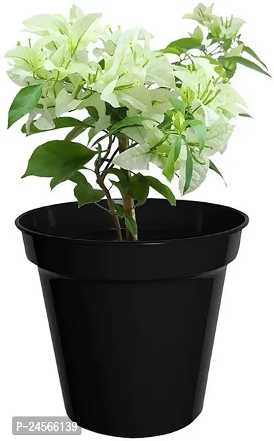 Baugainvillea PlantHybrid Esey To Grow No Nead To extra Care [ S25]-thumb0