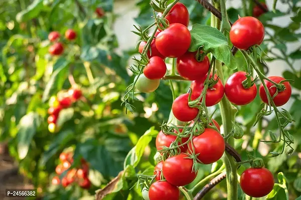 Tomato PlantHybrid Esey To Grow No Nead To extra Care [ S263]-thumb0