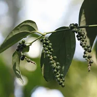 BALUBITA Hybrid Black Pepper Plant[BB1913]-thumb1