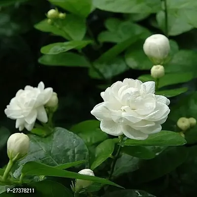 BALUBITA Hybrid Jasmine Plant[BB1608]-thumb0