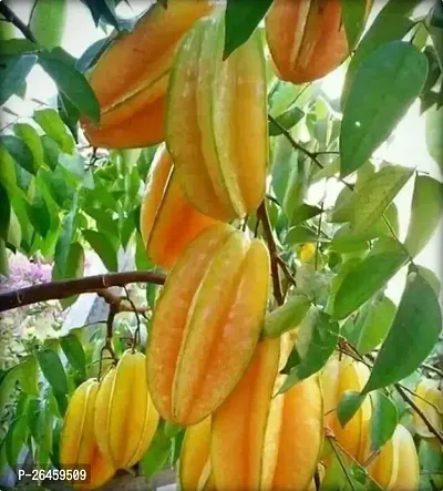 Star Fruit Carambola Grafted Plant-thumb0