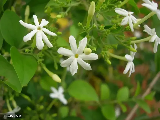 Jasmine PlantHybrid Esey To Grow No Nead To extra Care [ S407]-thumb0